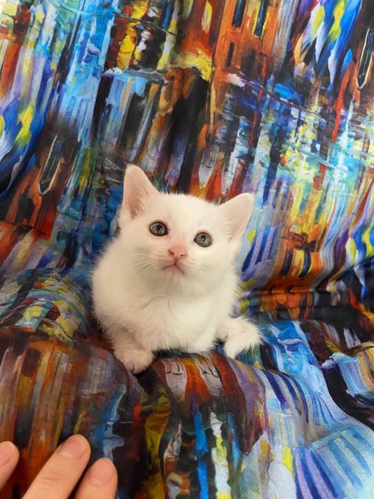 Котенок в добрые руки