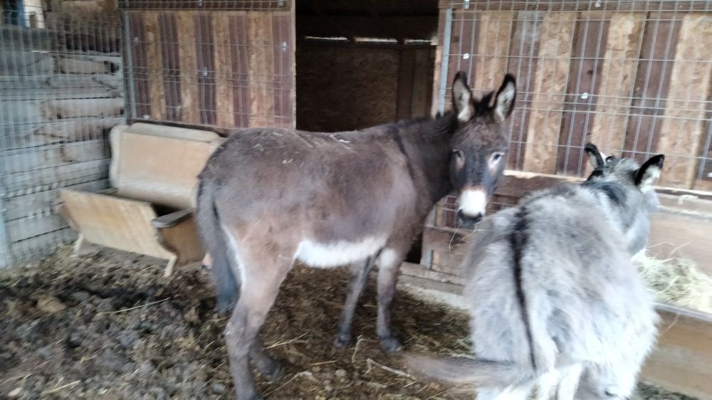 Măgar și măgăreata