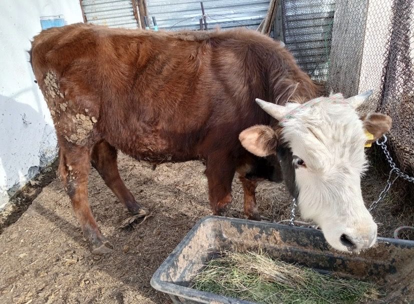 В продаже бык.производитель.