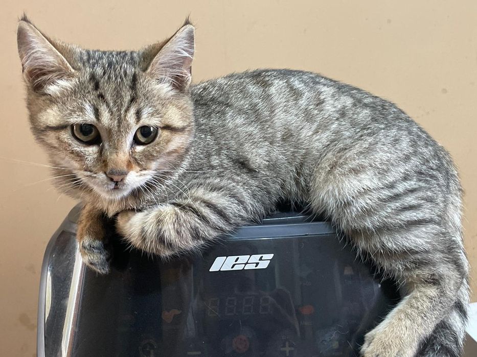 Пропал котик  мальчик