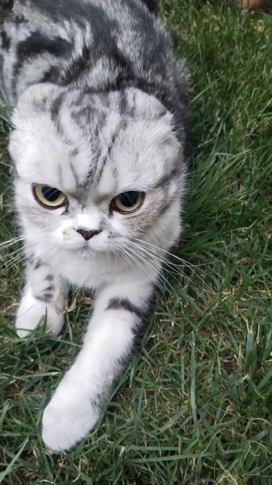 Mushuk sotiladi paxmoqqina