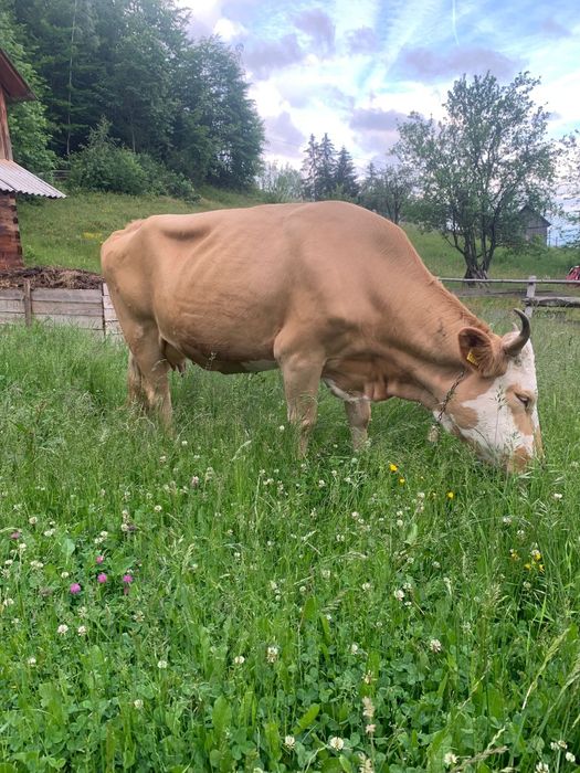 Vaca de vânzaree