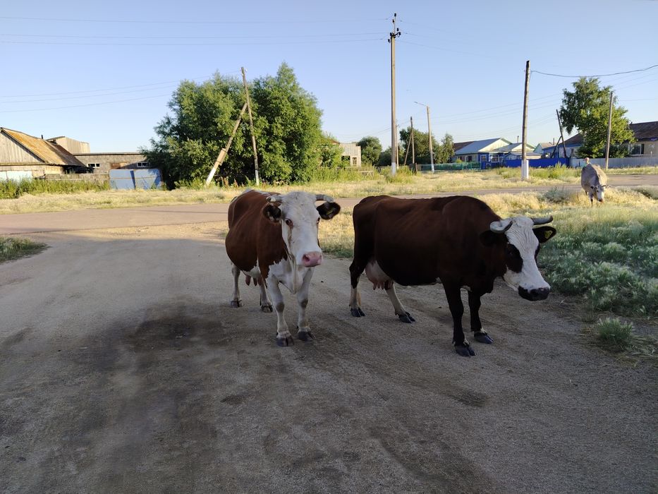 Продам двойных коров