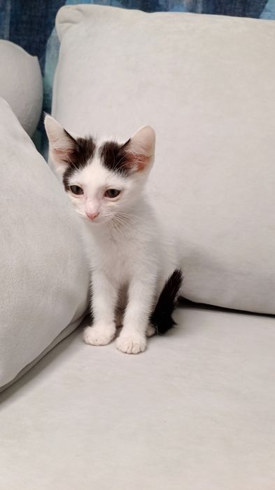 Отдам котёнка в добрые руки