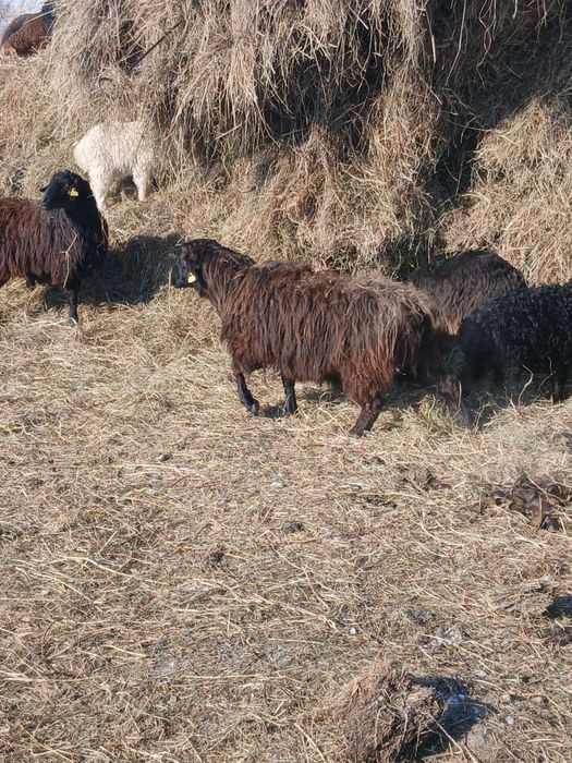 Семіз қой сатылады