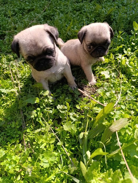 Щенки мопса чистокровные