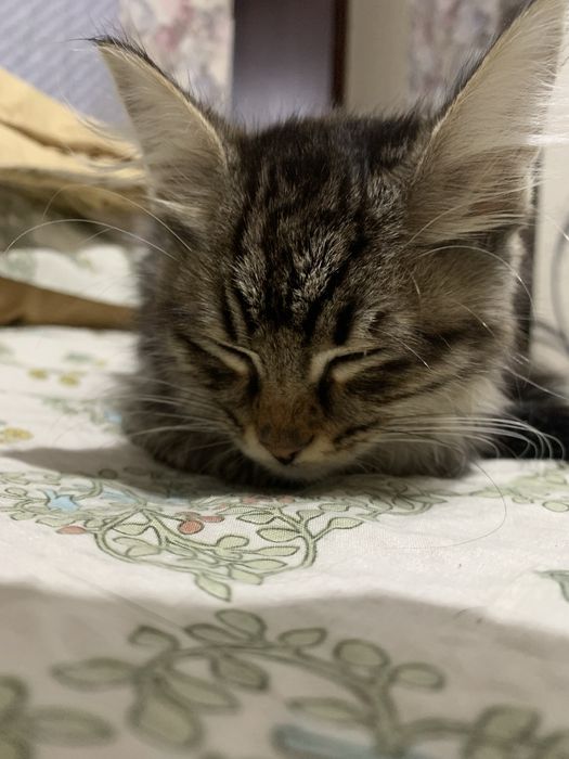 Мейн кун котик самец