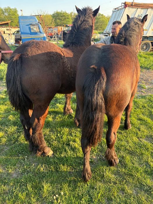 Vând pereche de mânji