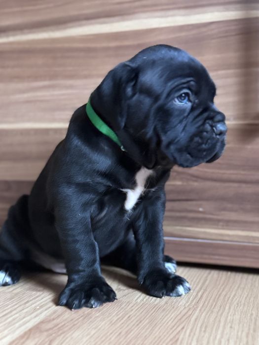 Cățeluș Cane Corso cu pedigree