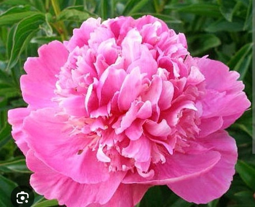 Гортензия Анабель! Морозоустойчевы сорт Гортензий