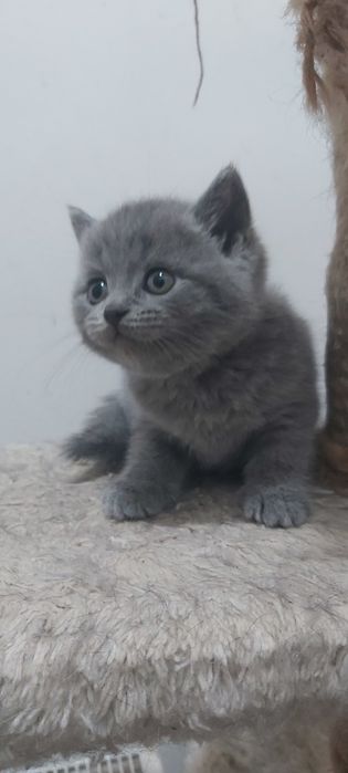 British Shorthair