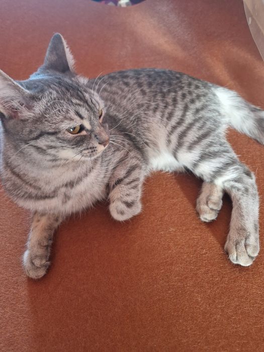 Отдам в добрые руки