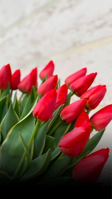 Оптом тюльпаны астана караганда