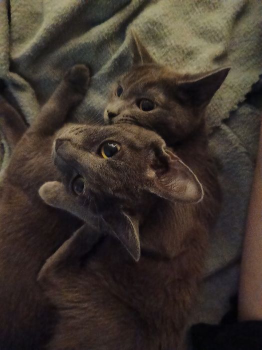 Отдаю котёнка даром