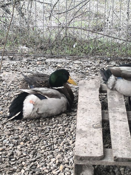 Ouă pentru incubat rață Rouen – rasă curată