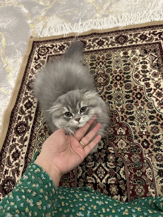 Скоттиш фолд манчкин
