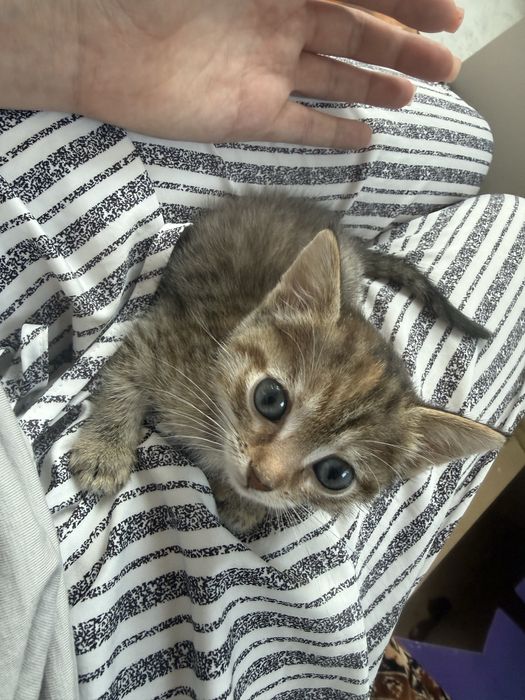 Отдам котенка в добрые руки