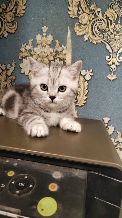 Продам котят шотландцев