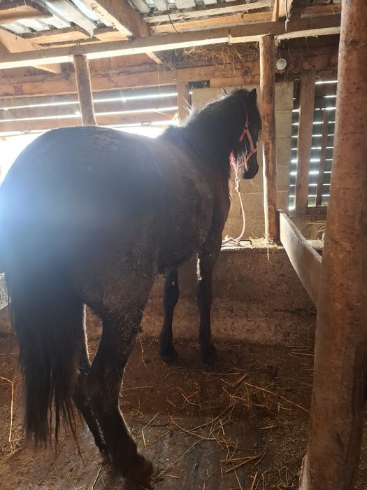 Продам жеребца иноходец(жорга)