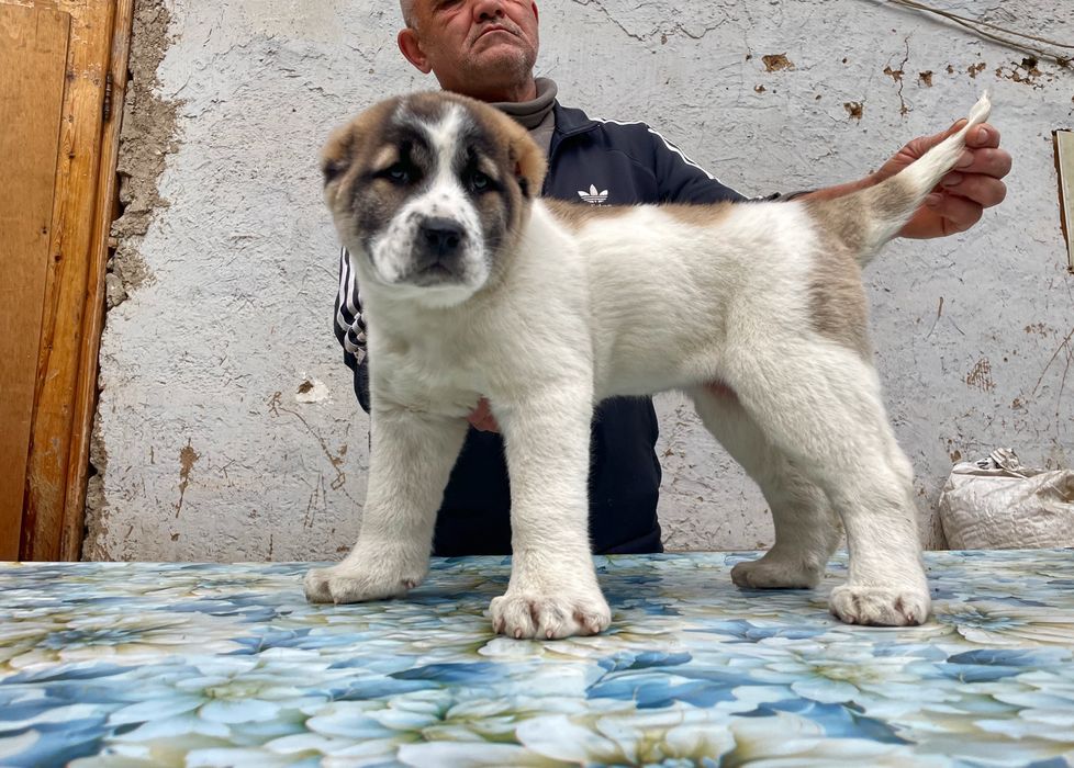 Щенок алабая ( Супер гигант ) девочка