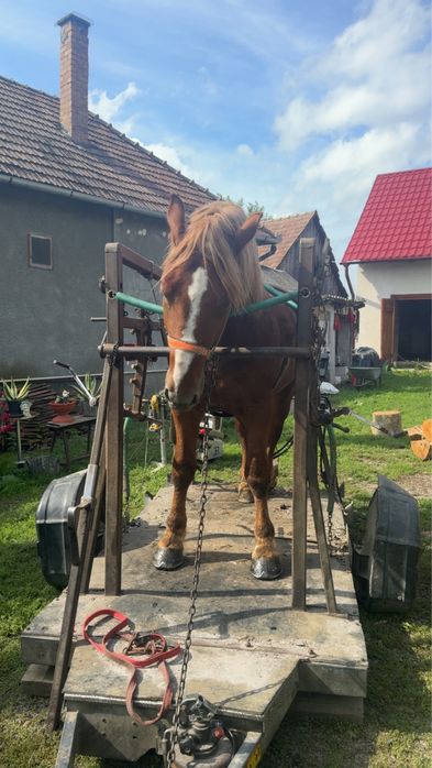 Cal de vanzare invatat la ham