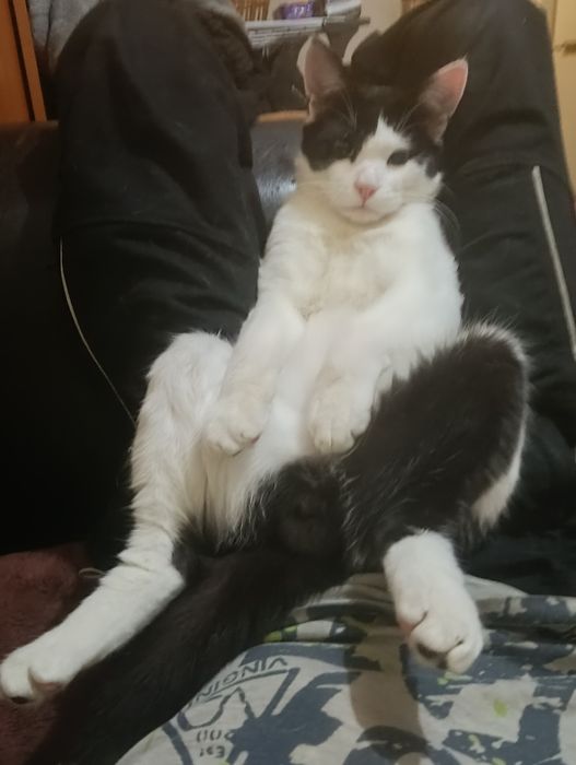 Подарявам коте на 1Г домашна е свикнала е с хора