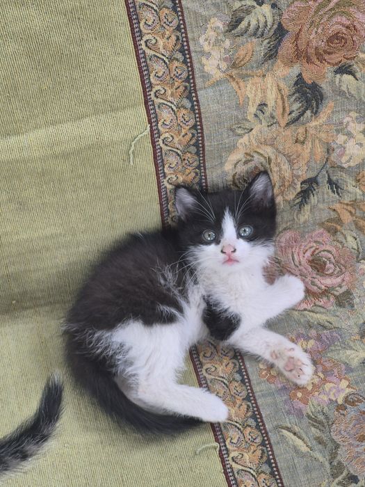 Котята бесплатно