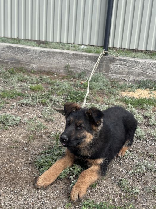 Овчарка күшік (щенок)