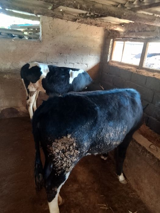 Семыз кысыр кашарлар сатылады