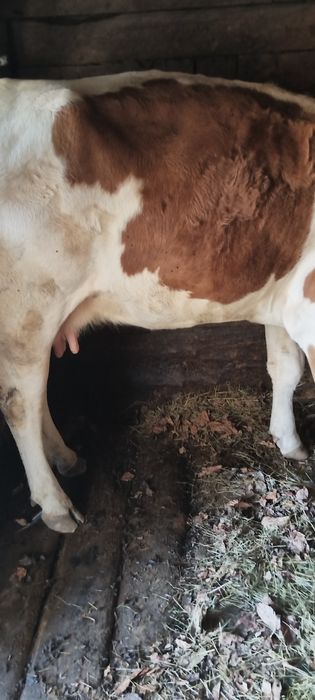 Vaca tinara de vânzare