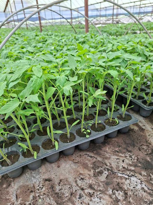 ТОП РАЗСАД НА ТОП ЦЕНА!!!