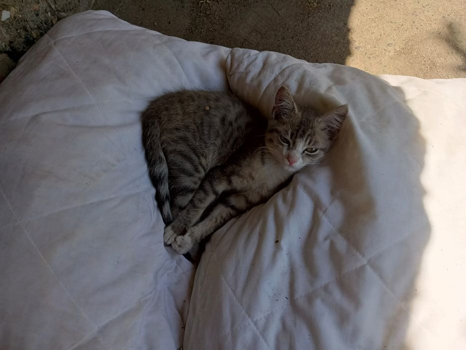 Котенок ищет дом
