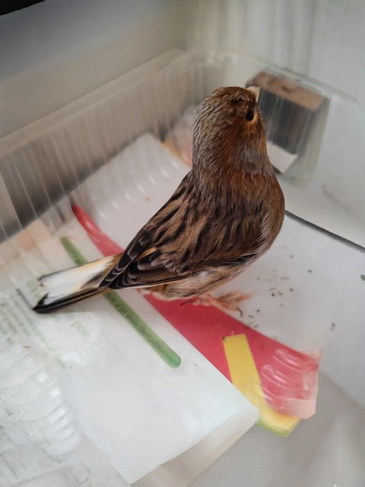 Canar bun cântăreț + 1KG semințe pentru canari - Nu Trimit în țară