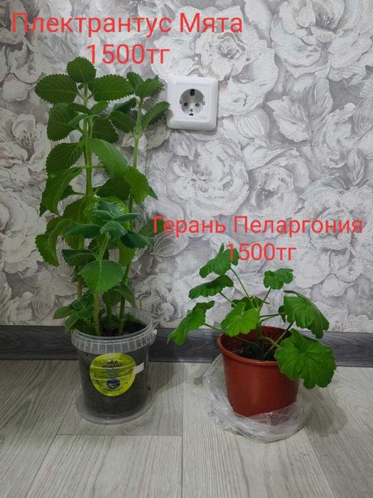 Растения и цветы