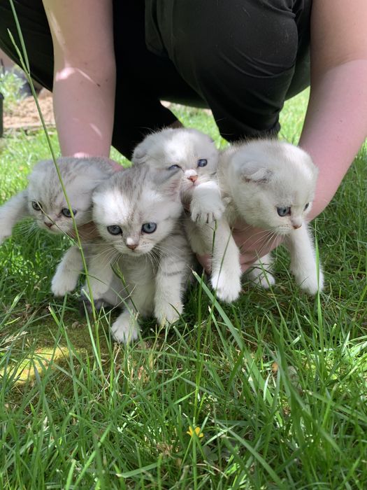 Британские серебристые котята