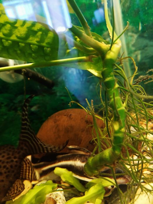 Продам аквариумного сомика