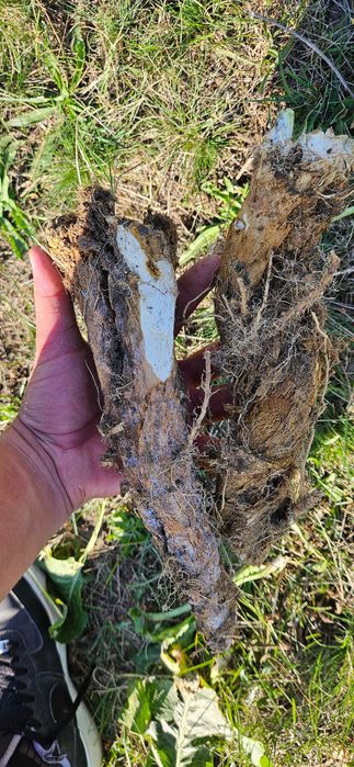 Hrean Proaspăt Scos