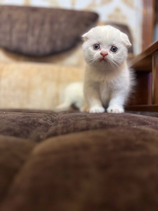 Кошка  скоттиш страйт