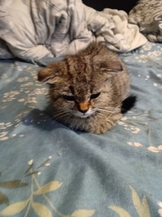 Шотландский вислоухий котик