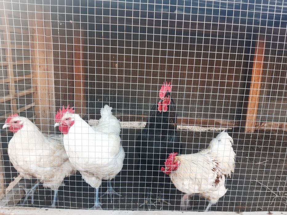 Қораз сатылады 4