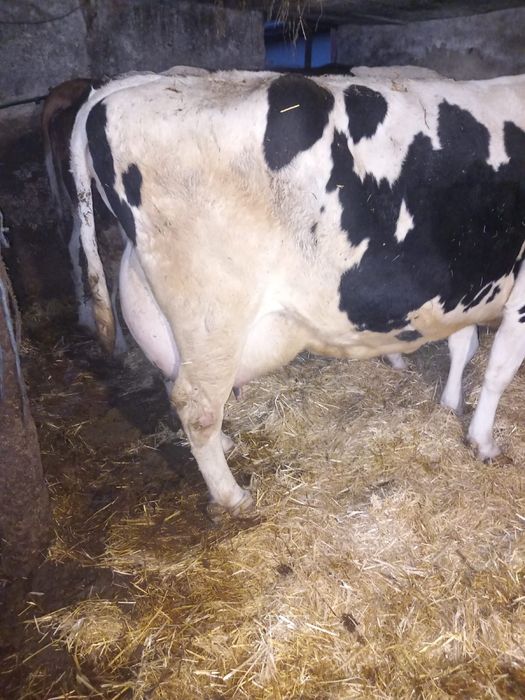 Vand vaca buna de lapte