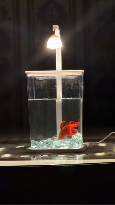 Қызыл әдемі аквариум балығы (Betta)