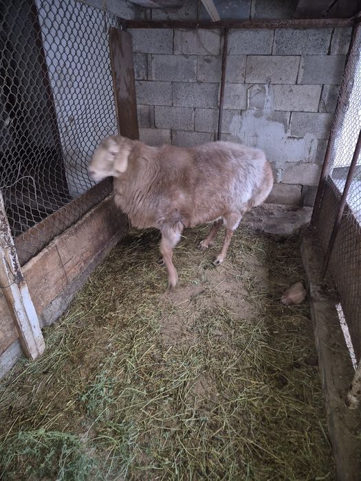 Кошкар порода Арашан