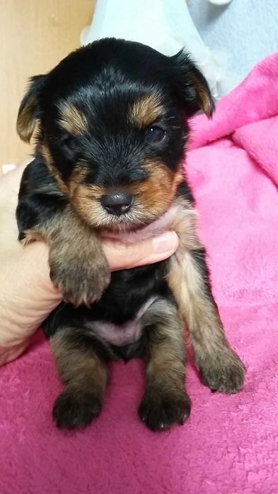 Продаю мини щенков йоркширского терьера