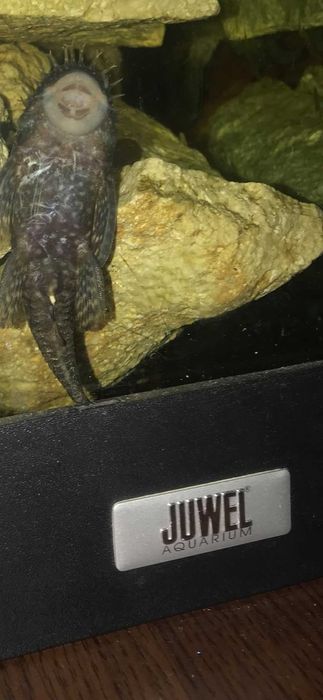 Аквариум   JUWEL