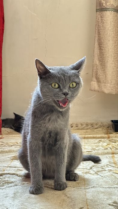 Mushuk: British Shorthair