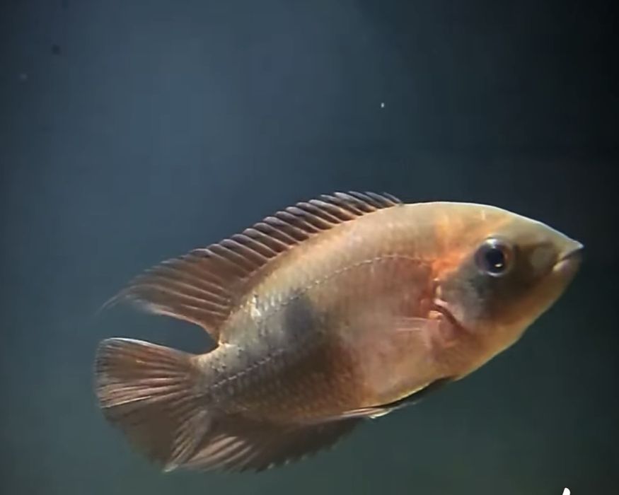 Цихлиды, Америка