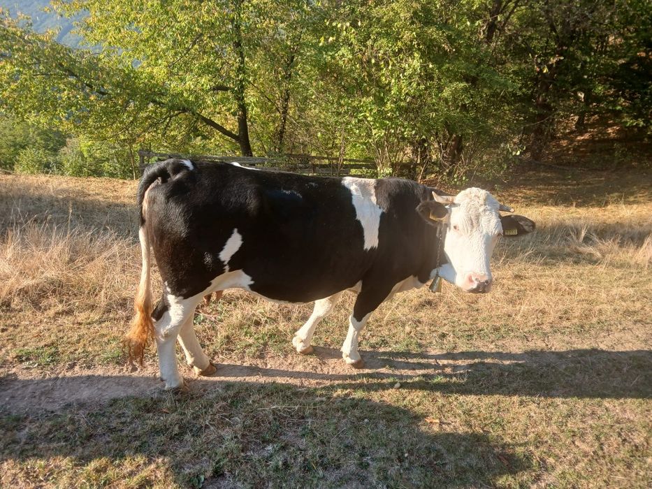 Vand vacă de 5 ani