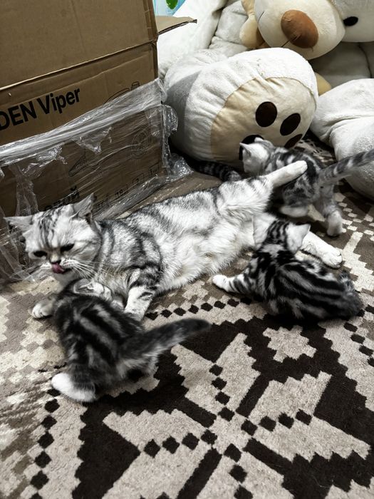 Продам котят, британцы