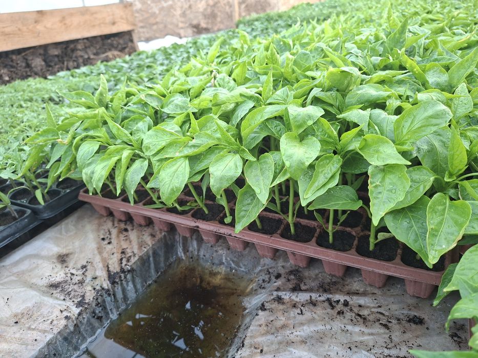Rasaduri legume productive !